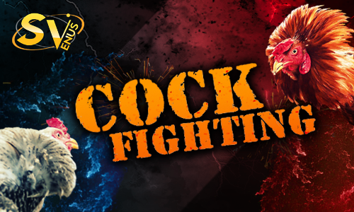 cock fighting